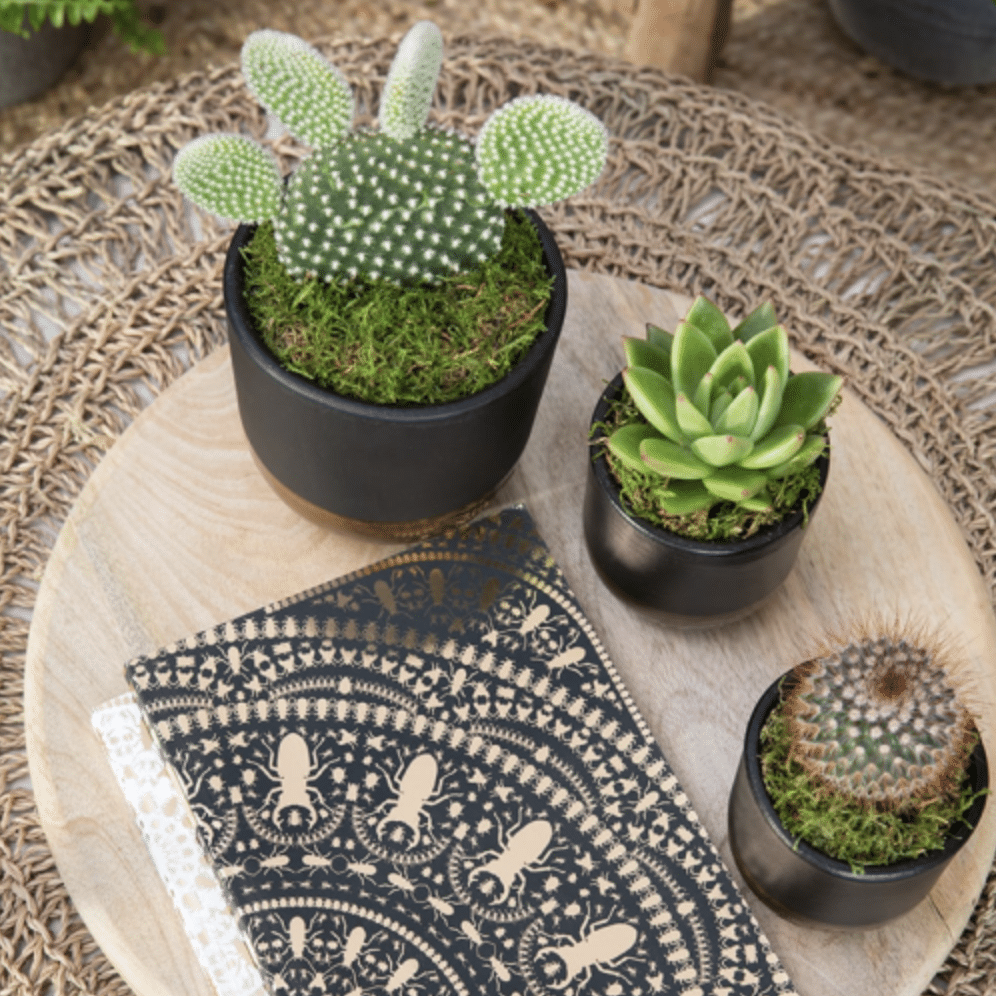 Best indoor plants for NYC apartments