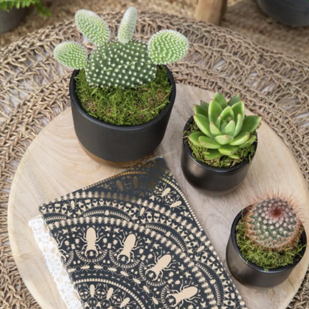 Best indoor plants for NYC apartments